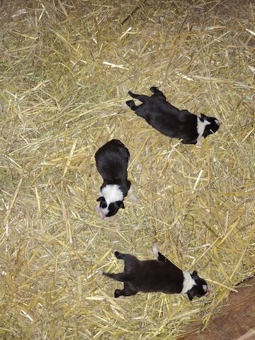 TOP Border Collie Welpen vom Border-Valley