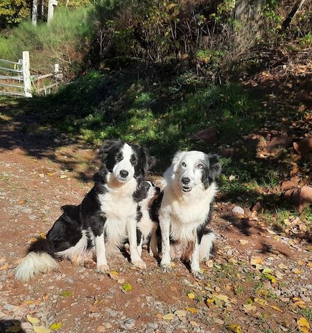 TOP Border Collie Welpen vom Border-Valley