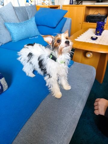 Traumhafter Biewer Yorkshire Terrier - geimpft & gesund