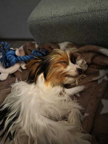 Traumhafter Biewer Yorkshire Terrier - geimpft & gesund