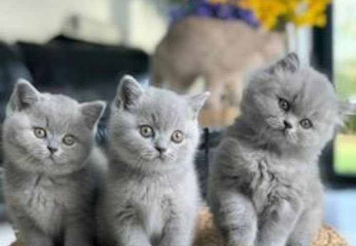 отята британской короткошерстной породы