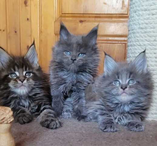 Котенок мейн-куна ищет новый дом.