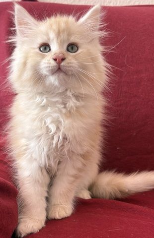 Maine Coon kitten