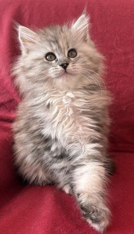 Maine Coon kitten