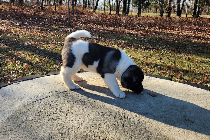 Wunderschöne Akita-Inu-Welpen.