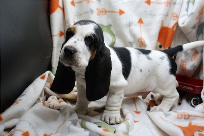 Gesunde Basset-Hound-Welpen.