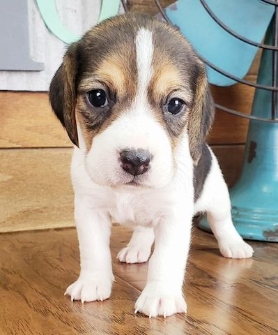 Gesunde Beagle-Welpen.