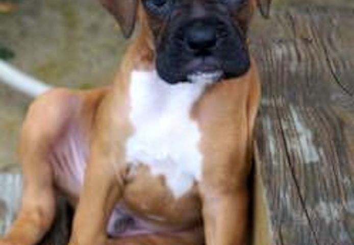 Wunderschöne Boxer welpen.