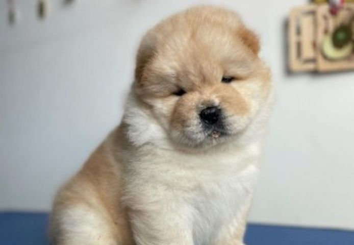 Gut erzogene Chow-Chow-Welpen.