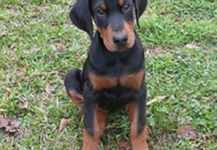 Gut erzogene Dobermann-Welpen.