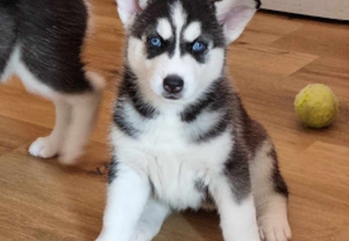 Niedliche Siberian Husky Welpen.