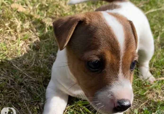 Niedliche Jack-Russell-Terrier-Welpen.