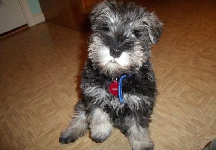 Gut erzogene Mittelschnauzer-Welpen.