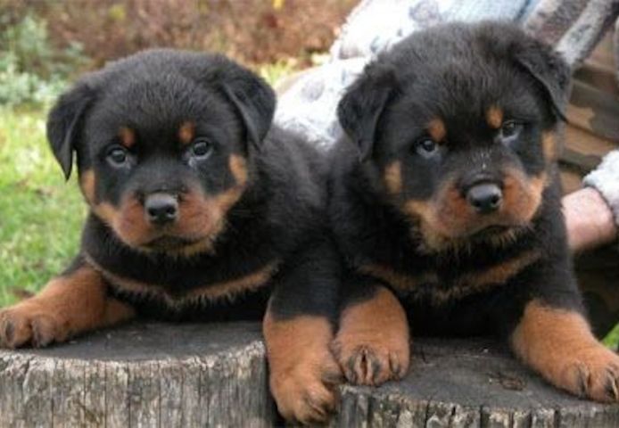 Gut erzogene Rottweiler welpen.