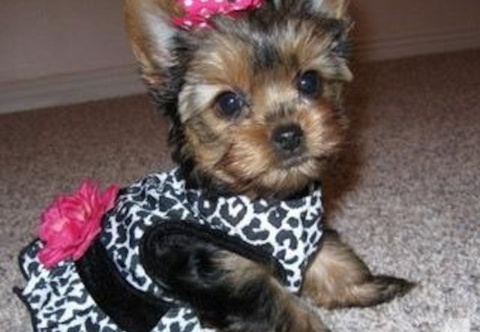 Bezaubernde Yorkshire-Terrier-Welpen.