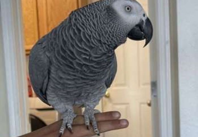 Graupapageien mit Papieren erhältlich.