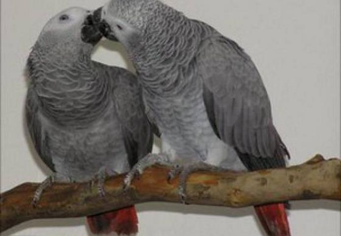 Graupapageien mit Papieren erhältlich.