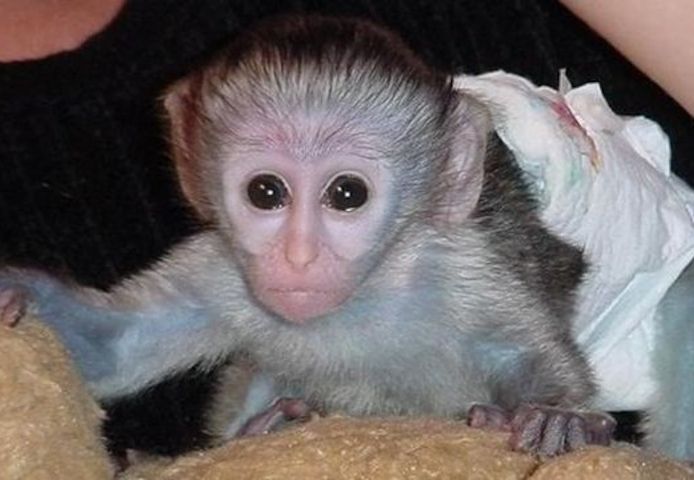 Ein wunderschöner Kapuzineräffchen mit Papieren zu verkaufen.