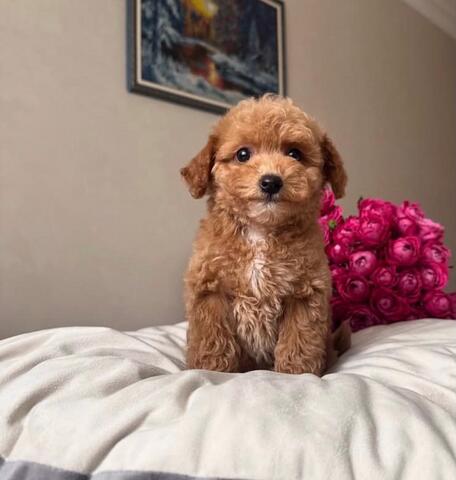 Maltipoo-Welpen zu verkaufen