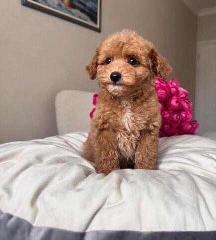 Maltipoo-Welpen zu verkaufen