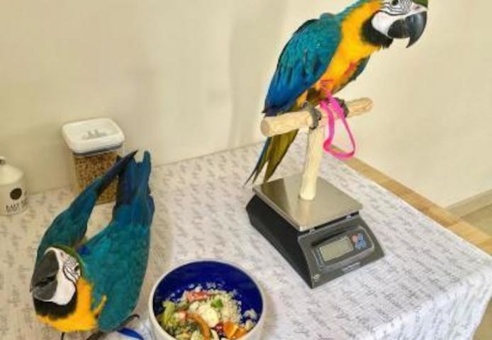 Wunderschöne blau-goldene Aras