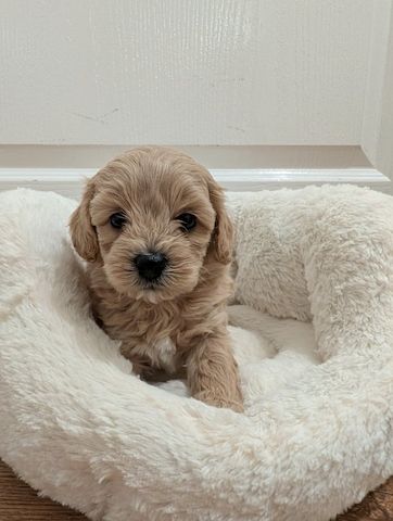 Maltipoo-Welpen zu verkaufen