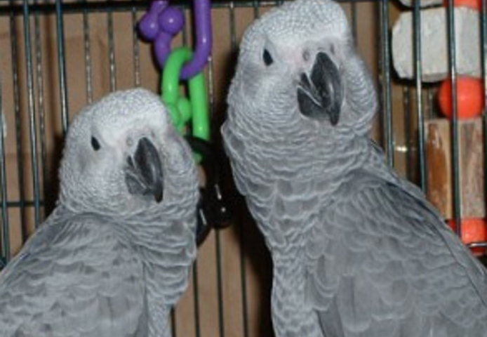 Hausgebundener Graupapagei