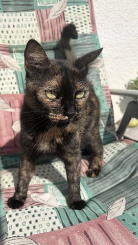 🐾 Liebevolles Zuhause für unsere Katze Konfetti gesucht 🐾