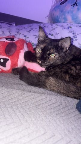 🐾 Liebevolles Zuhause für unsere Katze Konfetti gesucht 🐾