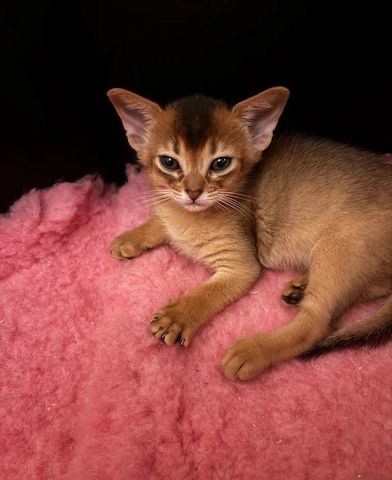 Sie sind 12 Wochen alt, tierärztlich untersucht, entwurmt und alle Impfunterlagen sind aktuell