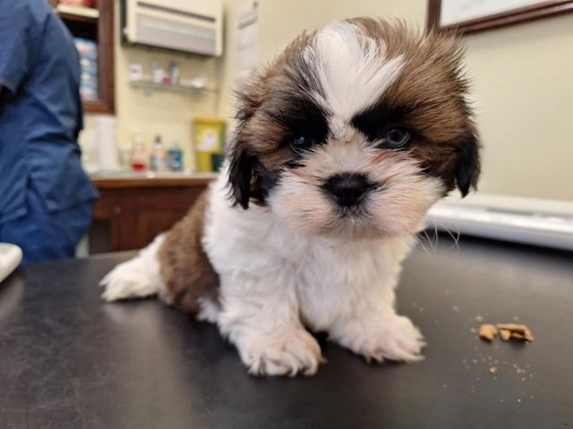 Zwei Shih Tzu Welpen suchen ein neues Zuhause