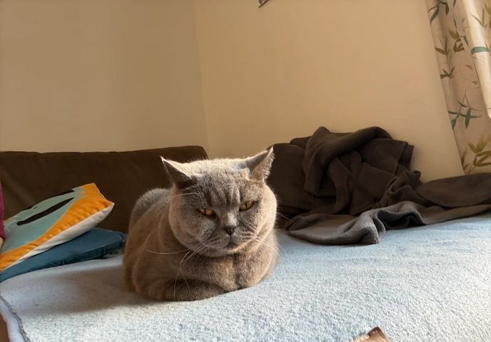 Unsere Britisch Kurzhaar-Kätzchen sind gut erzogen und bestens sozialisiert.