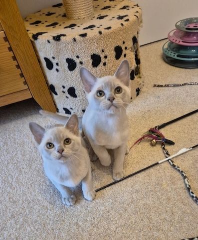 Unsere Burma-Kätzchen sind gut erzogen und bestens sozialisiert