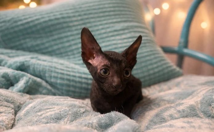 Unsere Cornish Rex-Kätzchen sind gut erzogen und bestens sozialisiert