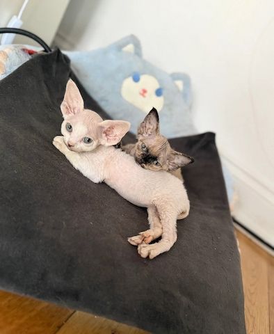 Unsere Devon Rex-Kätzchen sind gut erzogen und bestens sozialisiert.