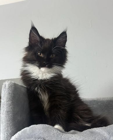 Unsere Maine-Coon-Kätzchen sind gut erzogen und bestens sozialisiert.