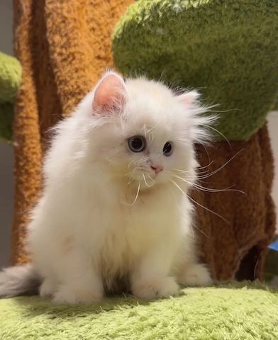 Unsere Munchkin-Kätzchen sind gut erzogen und bestens sozialisiert