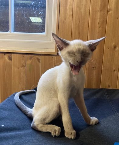 Unsere Orientalisch Kurzhaar-Kätzchen sind gut erzogen und bestens sozialisiert