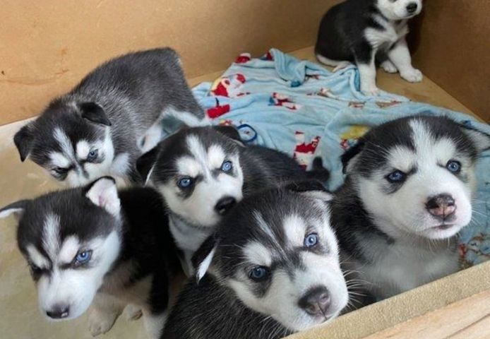 Süße und entzückende Siberian Husky-Welpen