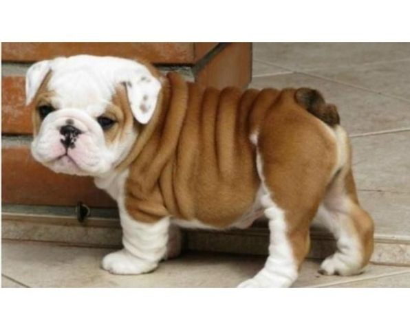 Reinrassig Englisch Bulldogge Welpen