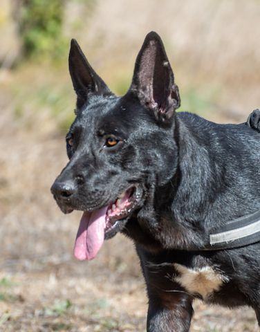 Luke - ein prima Kumpel