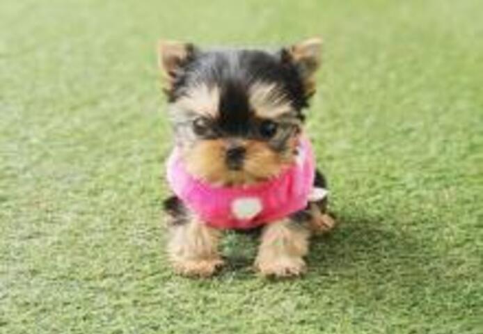 Zwei gesunde, kleine Yorkshire-Terrier-Welpen