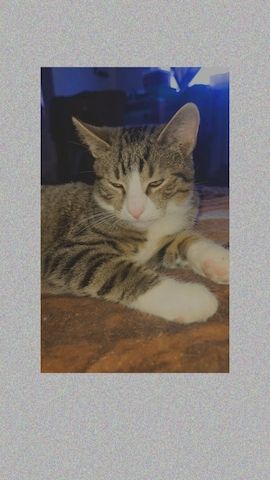 Simba sucht liebevolles Zuhause