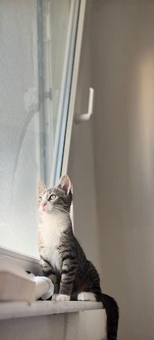 Simba sucht liebevolles Zuhause