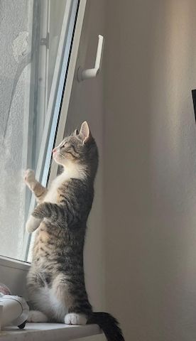 Simba sucht liebevolles Zuhause