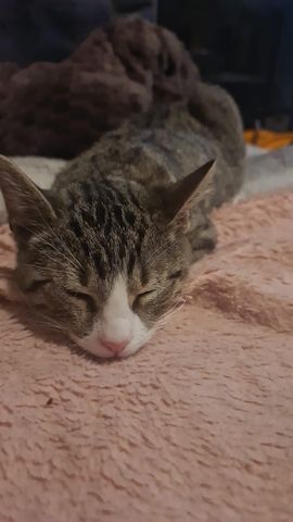 Simba sucht liebevolles Zuhause