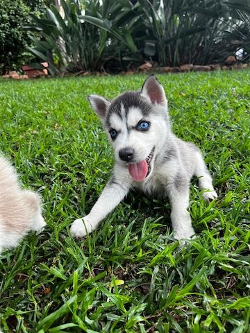 Verspielte Siberian Husky Welpen