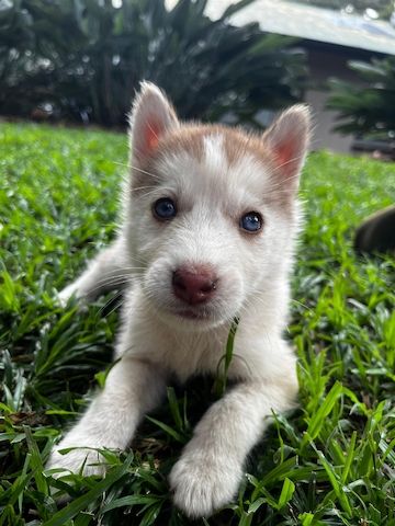 Verspielte Siberian Husky Welpen