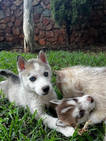 Verspielte Siberian Husky Welpen