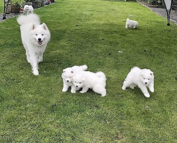 Verspielte Samojedenwelpen abzugeben